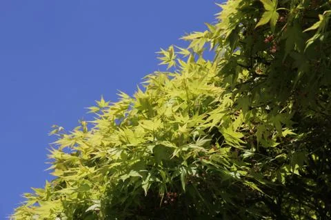 Green leafes in the sky Stock Photos