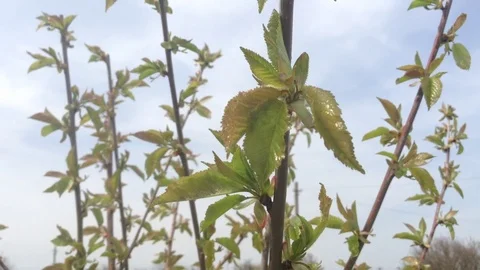 Green Leafes of sweet cherry Tree in the spring in the Crimea And Sky Stock Footage 89327200