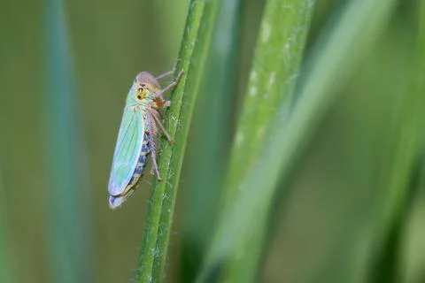 Green leafhopper on a blade of grass during feeding 写真素材