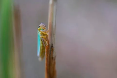 Green leafhopper on a blade of grass Foto stock