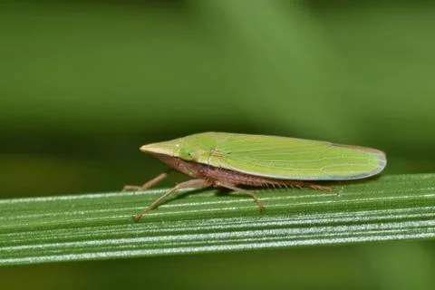 Green Leafhopper Stock Photos