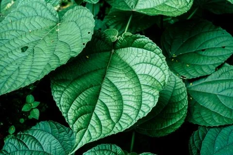 Green leaf/leaves background Stock Photos