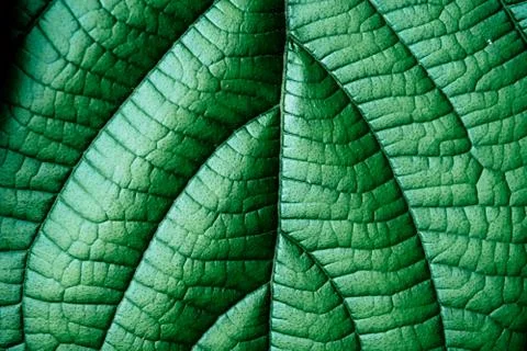 Green leaf/leaves background Stock Photos