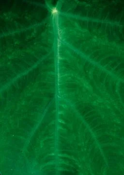 Green leaf/leaves background Stock Photos