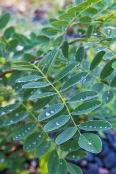 Green Leaflets With Water Drops Macro 写真素材