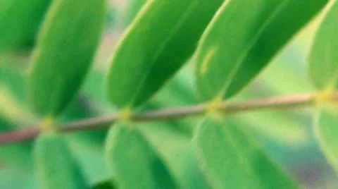 Green leafs 1 Stock Footage 16941719