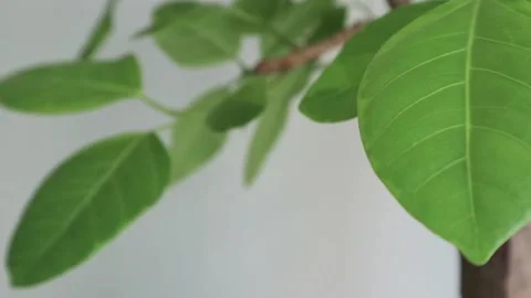 Green leafs 2 Stock Footage 154503433