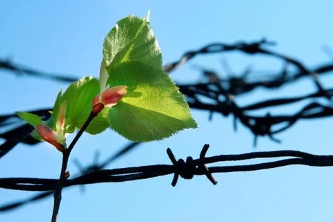 Green leafs and barbed wire on blue sky background Stock Photos