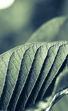 Green Leafs and branches in the wind Stock Photos