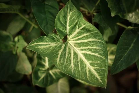 Green Leafs and branches in the wind. Stock Photos