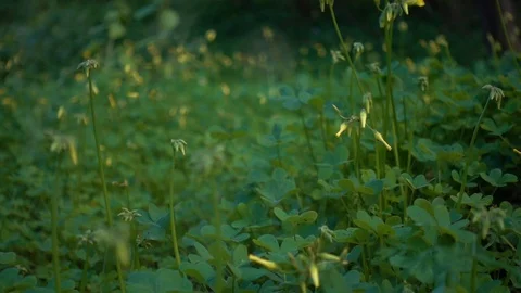 Green Leafs and flowers in spring time slow motion Video stock 87906392