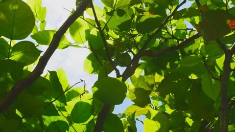 Green leafs and sunlight Stock Footage 134635627