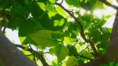 Green leafs and though sunlight Stock-Footage 134555206