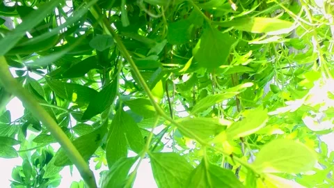 Green Leafs and Wind Stock Footage 197524465