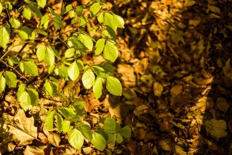 Green leafs on background of brown dry leafs in forest Stock Photos