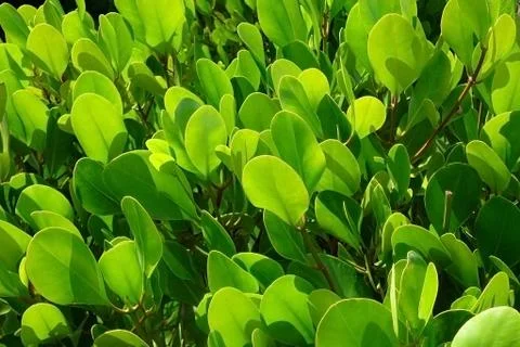 Green leafs background Stock Photos