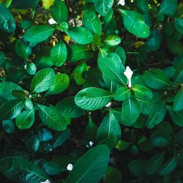 Green leafs background Stock Photos