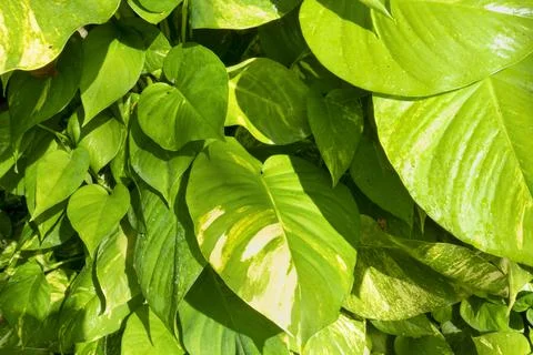 Green leafs background Fotos de archivo