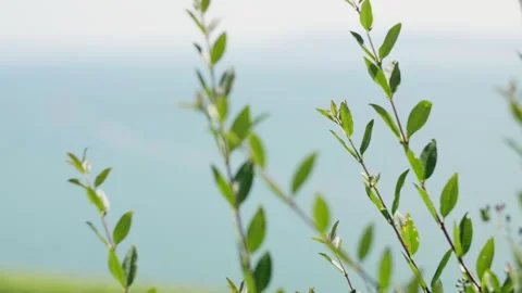 Green leafs blowing wind - Vaumarcus, La Grande Béroche, Switzerland - Graded 動画素材 241800992