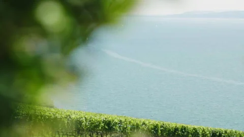 Green leafs blowing wind - Vaumarcus, La Grande Béroche, Switzerland - Graded 動画素材 241801009