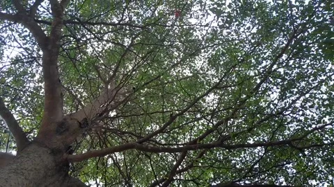 Green leafs branch of tree Stock Footage 311964444