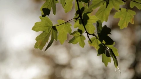 Green Leafs on a Bright Summer Day Stock Footage 110481787