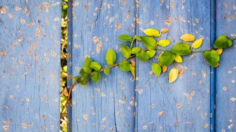 Green leafs climbing a wooden wall. Stock Photos