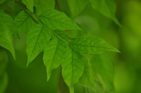 Green leafs closeup Stock Photos