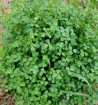 Green leafs clover background Stock Photos