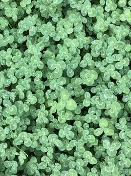 Green leafs clover background Stockfoto's