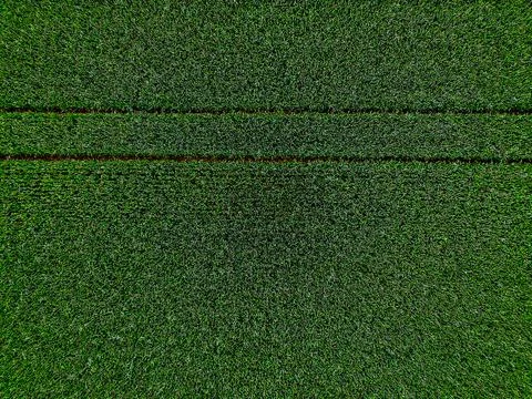 Green leafs of corn field with tracks from above, Stock Photos