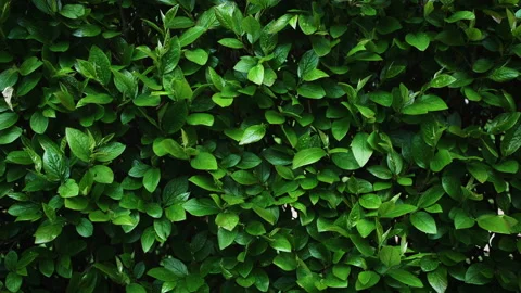 Green leafs with dew drops after rain 스톡 동영상 194727178