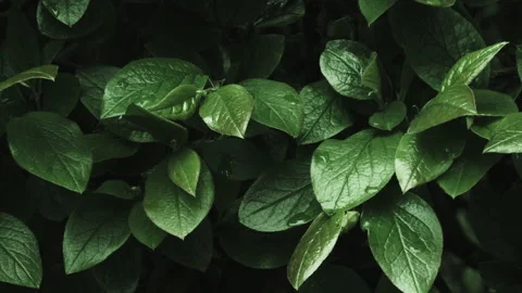 Green leafs with dew drops after rain Stock Footage 194727322