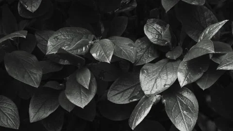 Green leafs with dew drops after rain Stock Footage 194727769