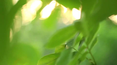 Green leafs dolly shot Stock Footage 39588184