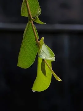 Green leafs with drop of dew on it's tip on black background. 写真素材