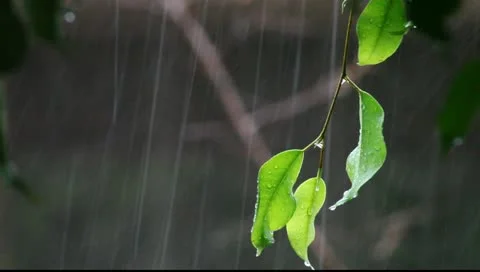 Green leafs during heavy storm and rain weather Stock Footage 10836538
