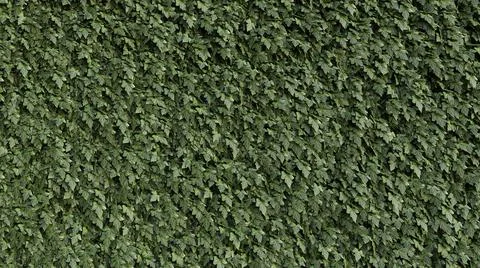 Green leafs foliage full frame texture background vine garden wall 스톡 일러스트