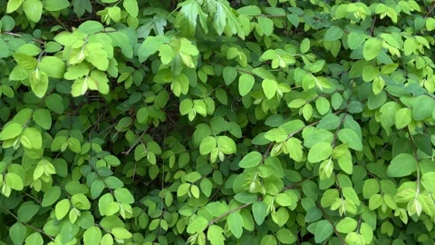 Green leafs - foliage texture Stock Footage 239628437
