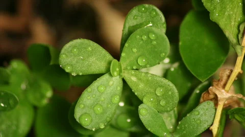 Green Leafs Stock Footage 375635