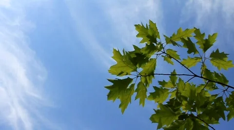 Green leafs Stock Footage 701092