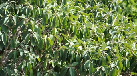 Green leafs Stock Footage 32771346