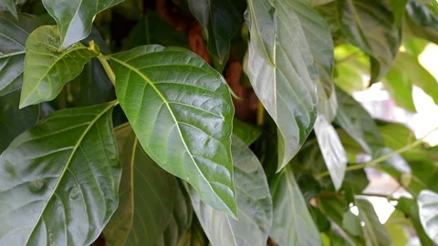 Green leafs Stock Footage 99117088