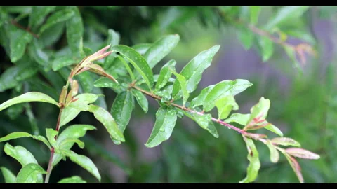 Green Leafs Vídeos de archivo 130485946