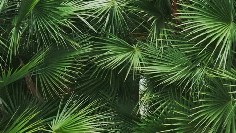 Green leafs Stock Footage 141370325