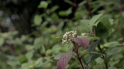 Green leafs Stock Footage 146077630