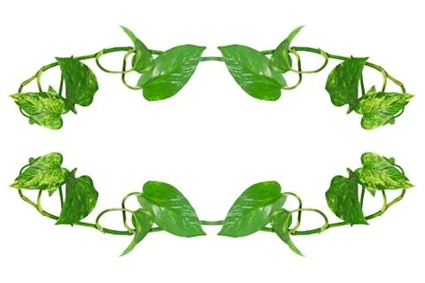 Green leafs frame.isolated. Stock Photos