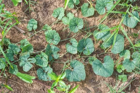 Green leafs of gourd Stock Photos