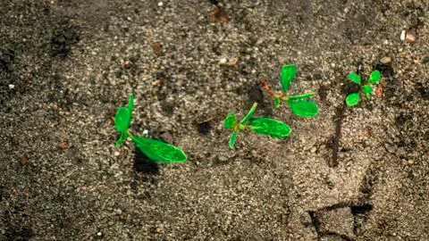 Green leafs on the gray ground Stock Photos