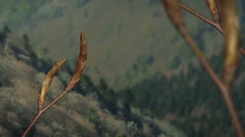 Green leafs growing on trees time-lapse. Mountain background. Stock Footage 99059100